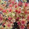 Magic Carpet Spirea #3 - Image 3
